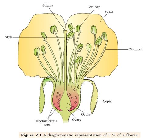 Ncert Class Xii Biology Chapter 2 Sexual Reproduction In Flowering