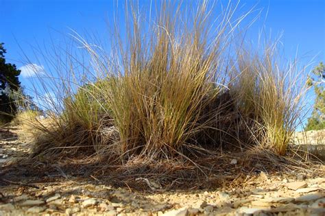 Desert Grass Flickr Photo Sharing