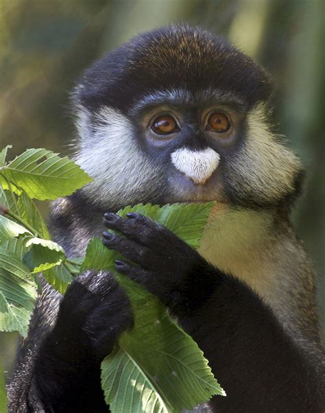 Schmidts Guenon Rare Animals Primates Animals Beautiful