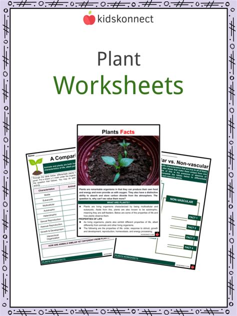 Plant Worksheets Plant Life Cycle Features Cells Function