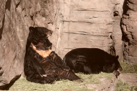 Bear Hugs Black Bear Bear Hug Bear