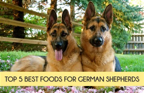 Best food for german shepherd puppy in india. 5+ Best Dog Food For German Shepherds Reviews In 2020