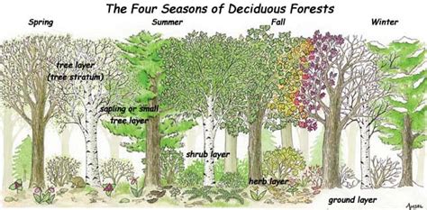 Temperate Deciduous Forest Ben And Annabelle Biomes Of The World