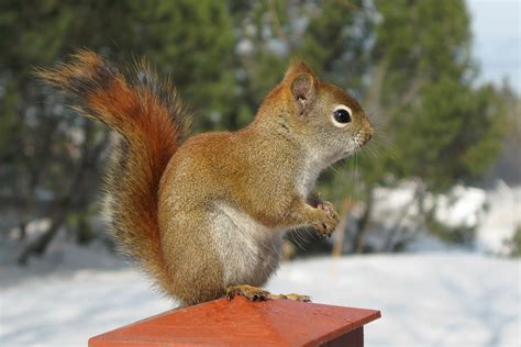 Brown Chipmunks Red Squirrel Hd Wallpaper Wallpaper Flare