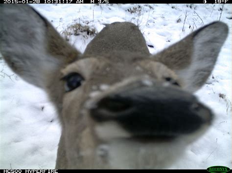Reconyx Trail Camera Photo From Trailcampros 2015 Photo Contest