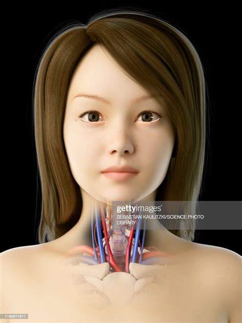 Throat Anatomy Illustration High Res Vector Graphic Getty Images