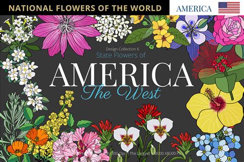 State Flowers Of America The West Graphic By Hanatist Studio