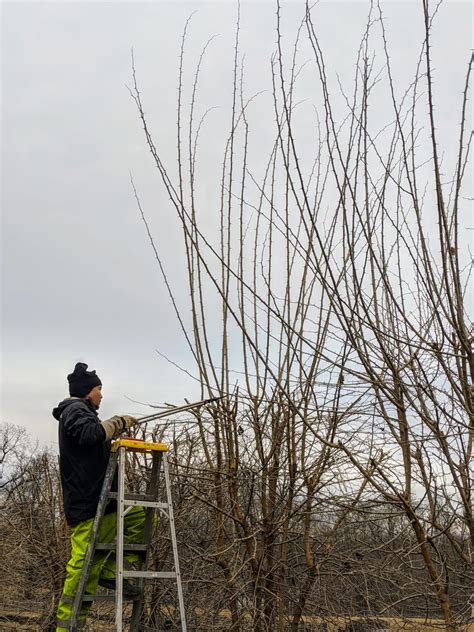 Pruning Osage Orange Trees The Martha Stewart Blog