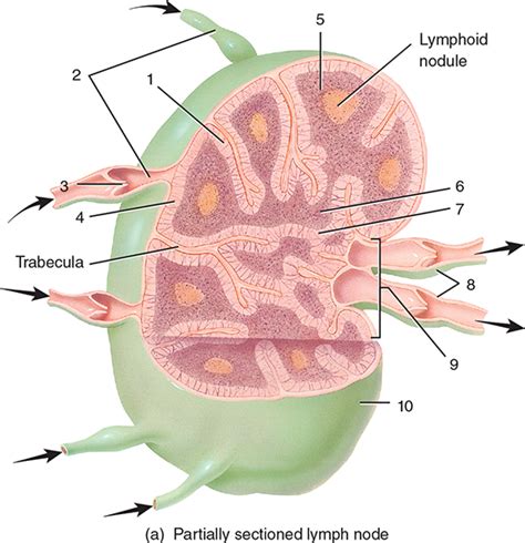 Structure Of A Lymph Node Diagram Quizlet