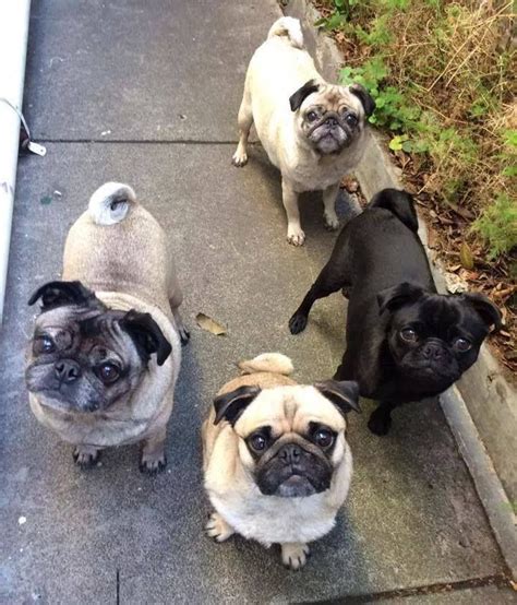 Pin By Maggie Louis On Pupsdogs Pug Life Pug Pictures Pugs
