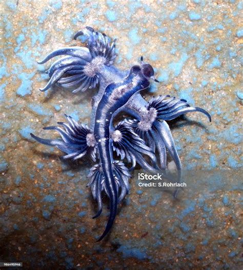 Blue Dragon Glaucus Atlanticus Blue Sea Slug Stock Photo Download