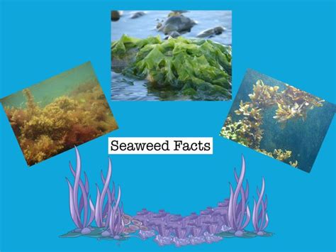 Seaweed Facts Free Games Online For Kids In Pre K By Linda Lonergan