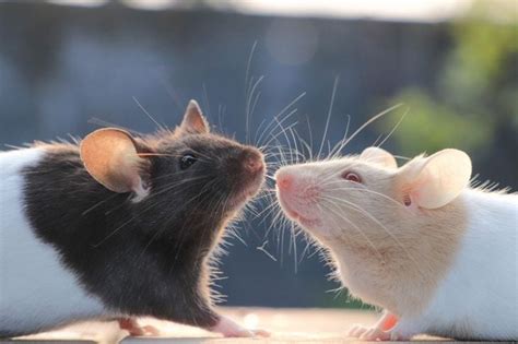 How To Keep And Care For Pet Mice Critter Culture