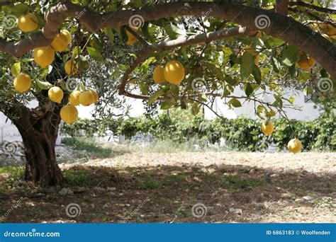 Lemon Tree And Orchard Stock Image Image Of Edible Orchard 6863183