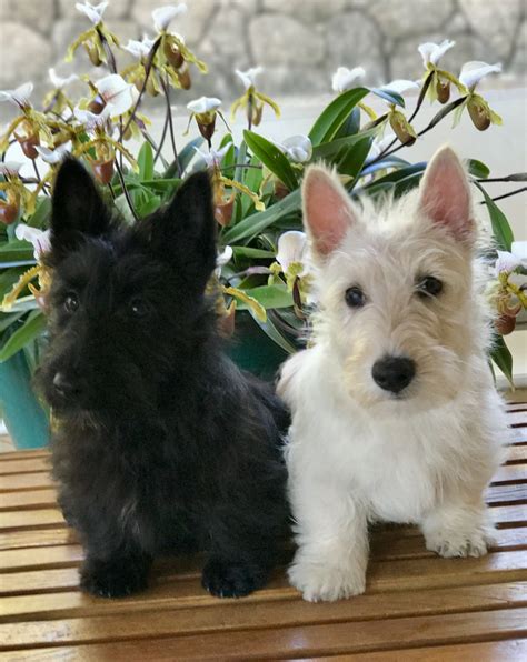 Lovely Twins Scotties Babies Scottish Terrier Puppy Scottie