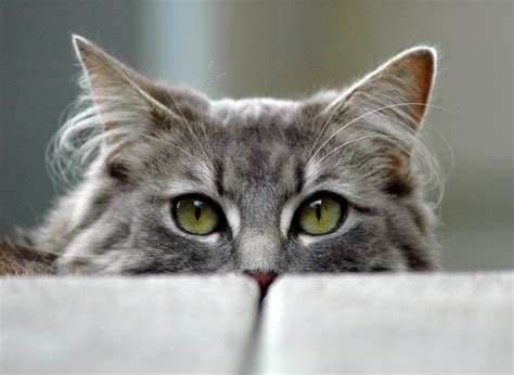 Genetic mutations can occur in cats just like in human beings. 'Cat-gras Syndrome' Is When You Think Your Cat Is an ...