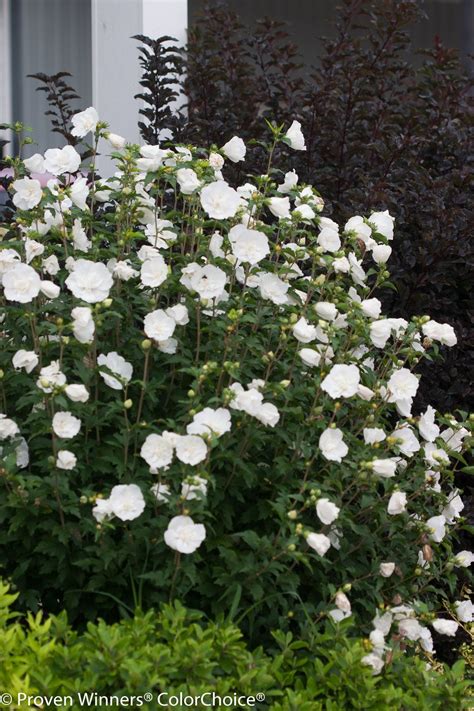 Rose Of Sharon White Chiffonsee Bluebird And Other Varieties