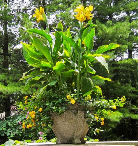 You can do this by growing cannas in pots or by digging up and storing clean, dry rhizomes. Canna Lily (Yellow King Humbert) | Garden containers ...