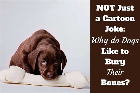 While completely normal, chewing is also more common in some breeds more than others. Why do Dogs Bury Bones - LabradorTrainingHQ.com