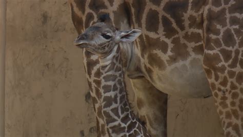 Greenville Zoo Welcomes Baby Giraffe Seeks Funding To Breed More