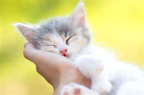First Time Cat Owners Guide Thecatsite