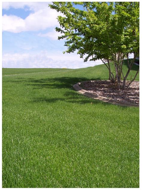 Tall Fescue Grass Lawn Ph