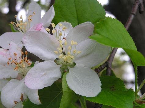 Malus Pumila Apple Cultivated Apple Blossum Malus Pum Flickr