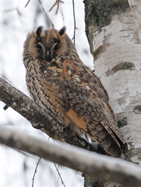 Long Eared Owl By Ray Tipper Captured From Our Winter Bird Photography