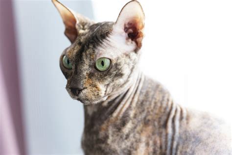 Five Similarities Between Sphynx And Donskoy Breeds I Cat Blog