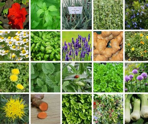 The Significance Of Ayurvedic Medicinal Herbs Uses Of Medicinal Plants