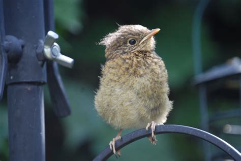 Free Images Nature Branch Wildlife Beak Baby Robin Fauna Close