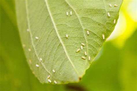 How To Get Rid Of Whiteflies On Houseplants