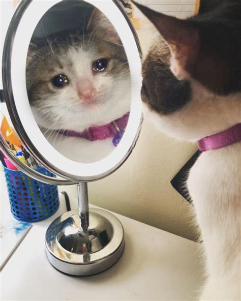 Saddest Cat Mirror Blank Template Imgflip