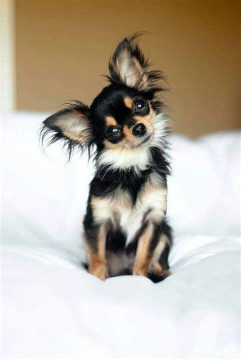 In this second paragraph, we will propose a video containing a set of images of dog breeds with long hair. chivava | Dog breeds, Chihuahua dogs, Cute dogs