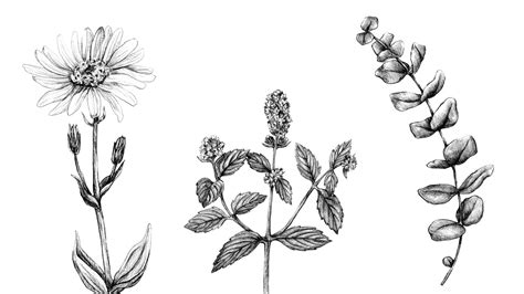 Black And White Botanical Collection — Anna Farba Illustration