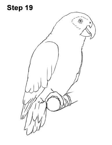 Sally blanchards original cartoon drawing of sleepng baby umbrella cockatoo bookends for an african grey parrot out of all of the drawings i did for my publications, this is the one that got the most response from readers. Draw African Grey Parrot 19 in 2020 | African grey parrot ...