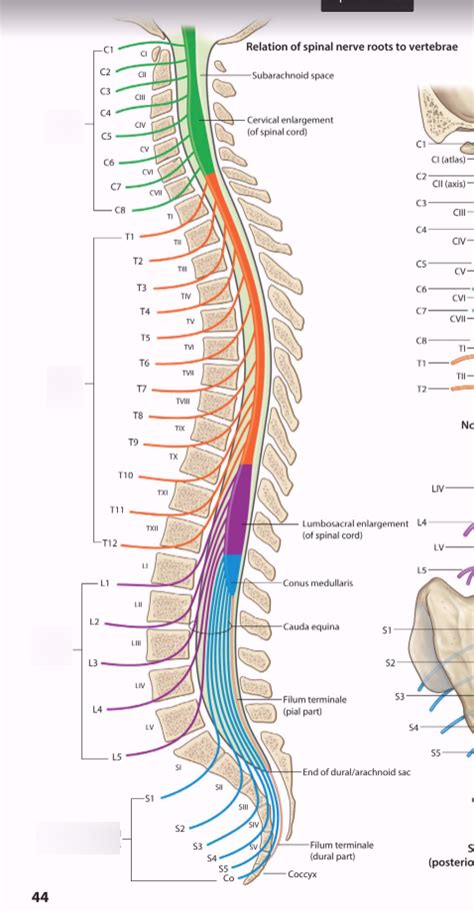 Relation Of Spinal Nerve Roots To Vertebrae Diagram Quizlet