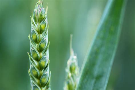 How To Identify Farm Crops On A Country Walk