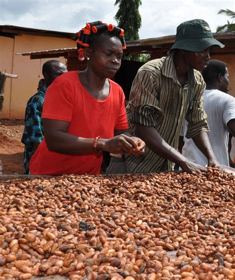 Demystifying The Cocoa Sector In Ghana And Côte Divoire World Cocoa