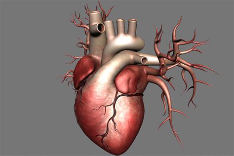 How To Make A 3d Heart Model