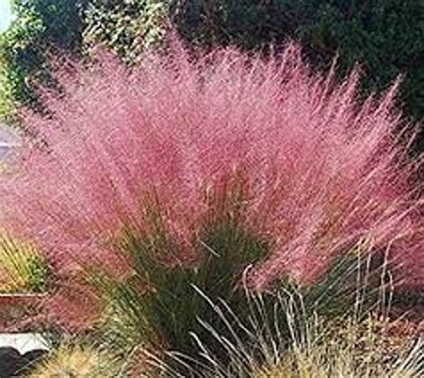 Muhlenbergia Capillaris Pink Muhly Grass Gulf Muhly Late Etsy