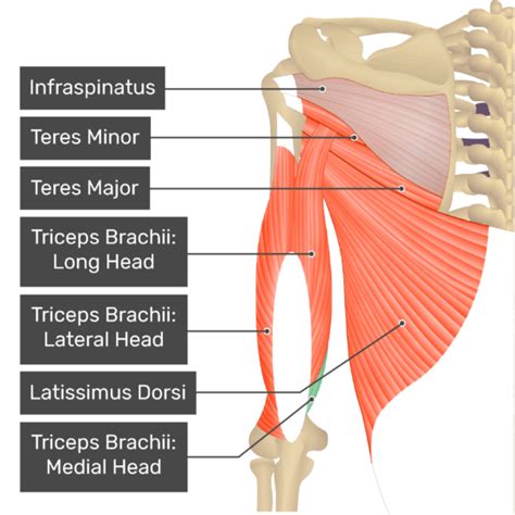 Triceps Brachii Muscle Heads Anatomy And Diagrams Getbodysmart