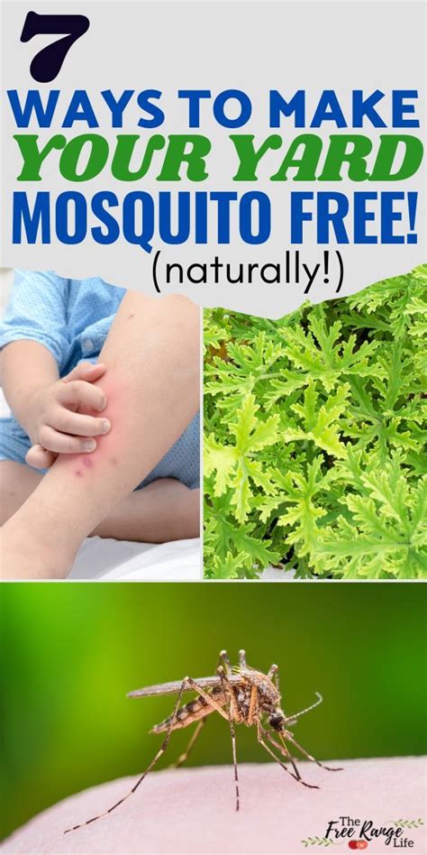 How To Get Rid Of Mosquitoes In Backyard Nine Ways To Mosquito Proof