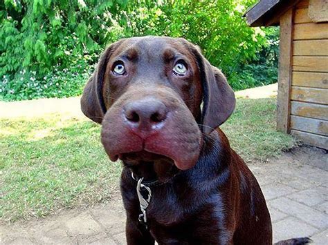 Hilarious Snaps Show What Happens When Dogs Get Too Nosy Around Bees