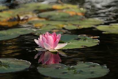 Lotus Flower Meditation Peace Water Lily Pond