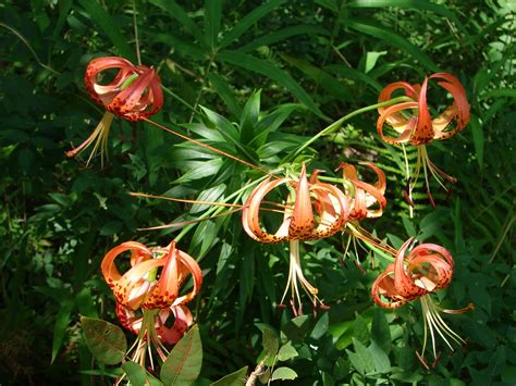 The flame azalea is part oft he rhododendron family and only grows the appalachian mountains from north georgia to southern new york. Southwest Georgia Wildflowers ~ Debra's Endeavors From ...