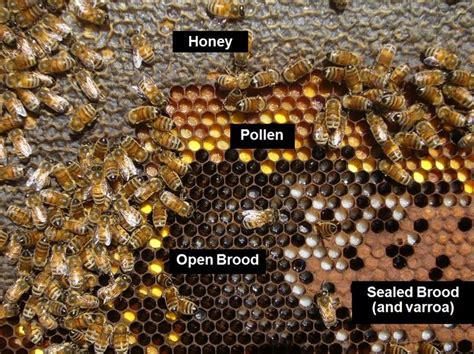 Terrific Site On Hives And Stages Of Beekeeping Bee Keeping Honey