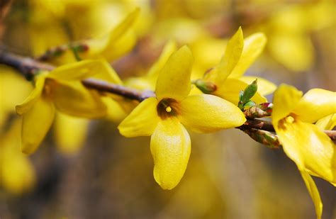 Free Images Natural Flower Yellow Forsythia Flowering Plant