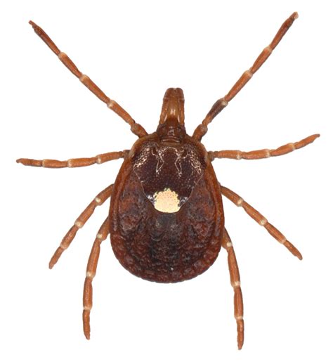 Allergy To Red Meat Caused By The Lone Star Tick In Good Health
