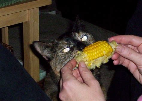 Cats Eat Corn On The Cob John Platt Flickr